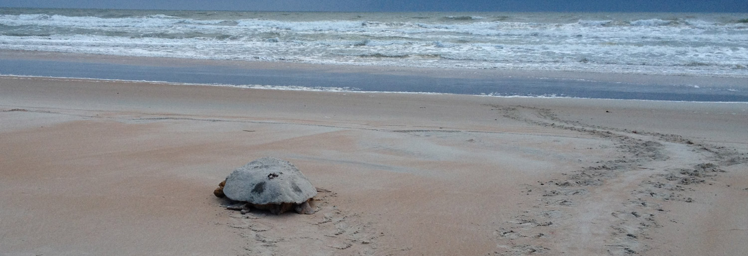 sea turtle heading back into the ocean from the beach