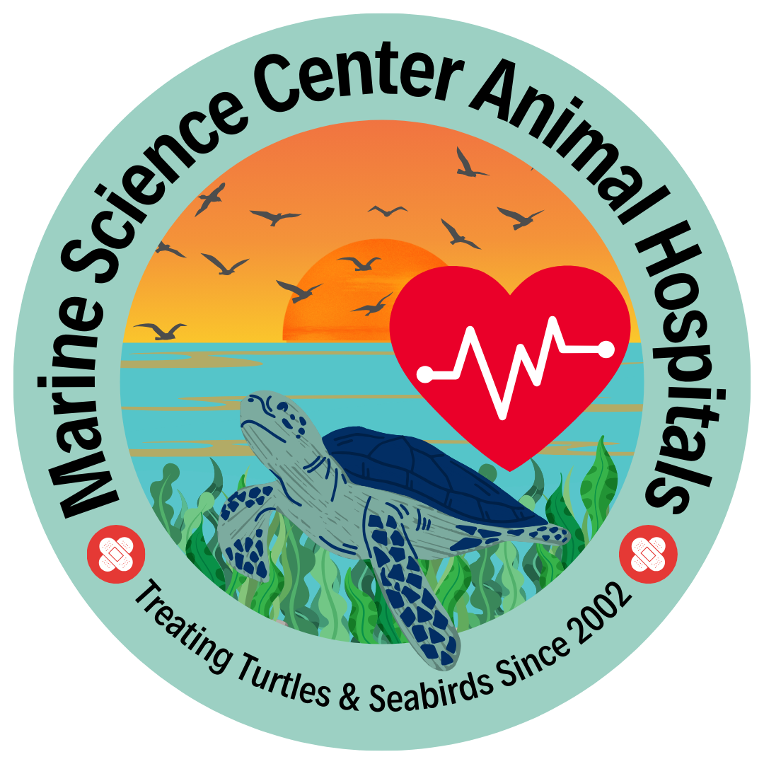 Marine Science Center Animal Hospitals, Treating Turtles and Seabirds Since 2002; Sunset image with seabirds, a sea turtle, sea grass, and a red heart with a heartbeat