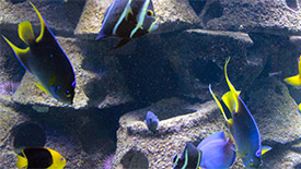 artificial reef with bright blue fish