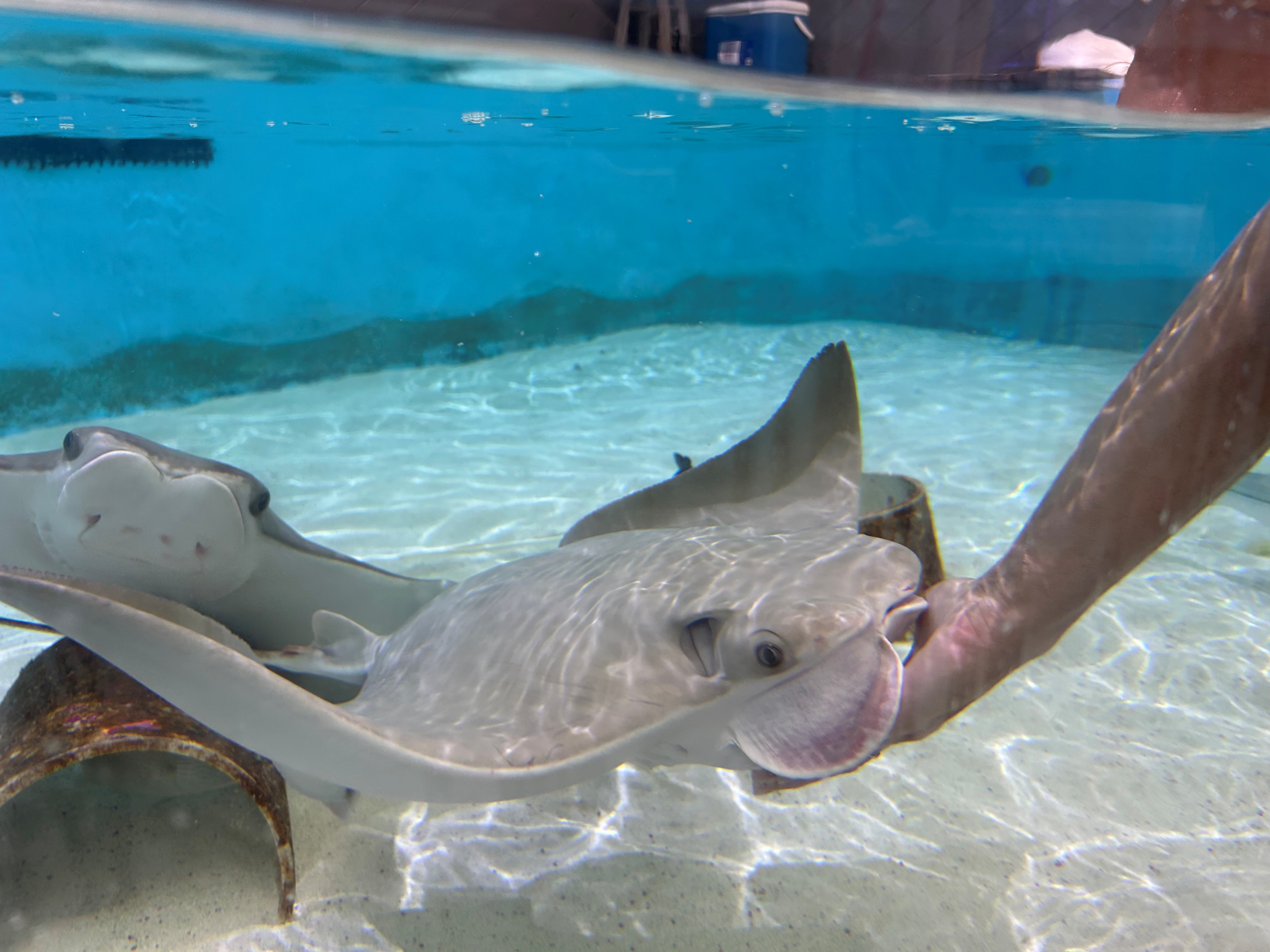 Cownose ray eating from person's hand