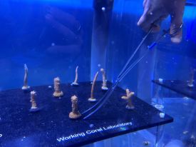 Worker with hand in tank and clasps with coral fragments.