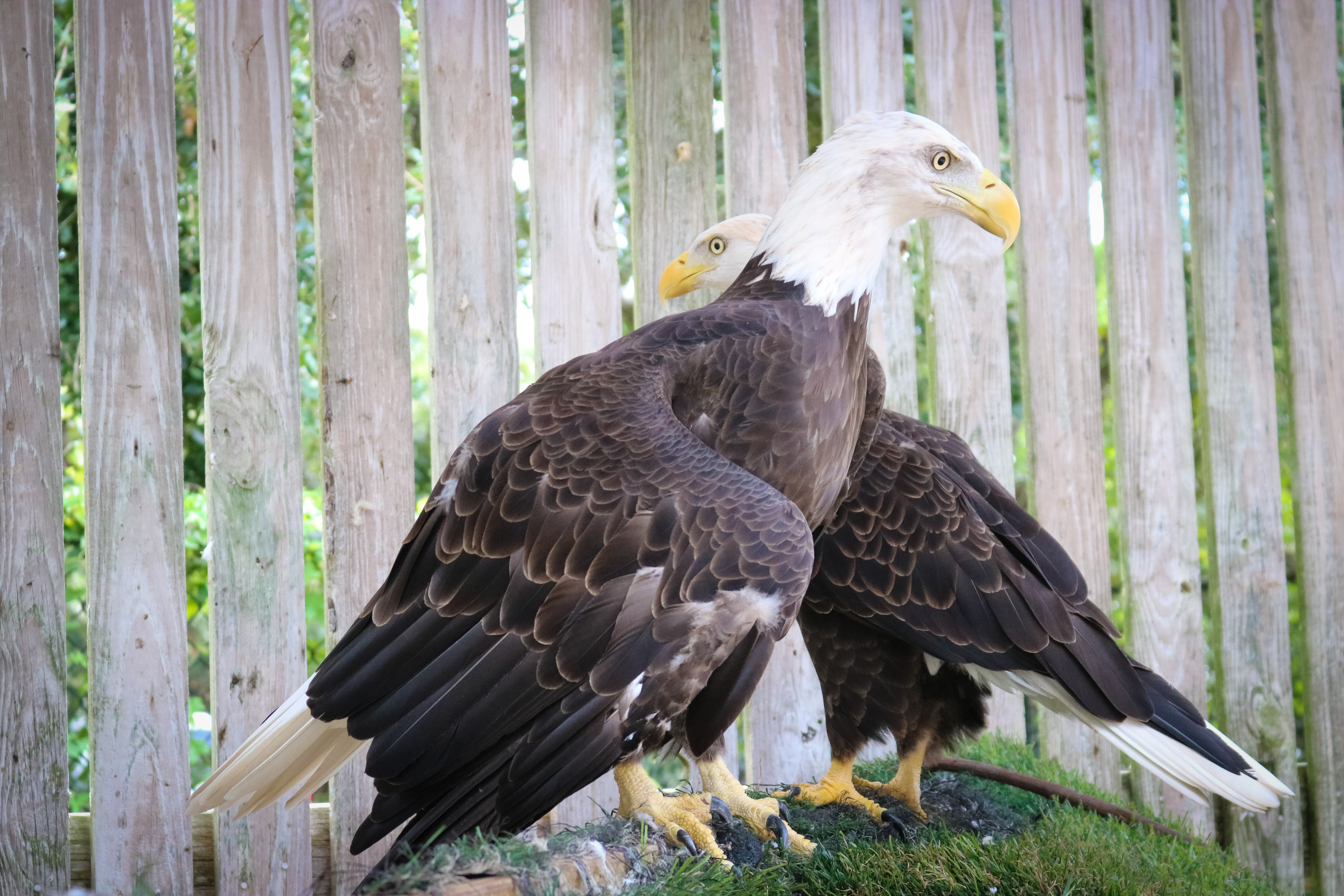 Bald Eagles, Liberty and Freedom